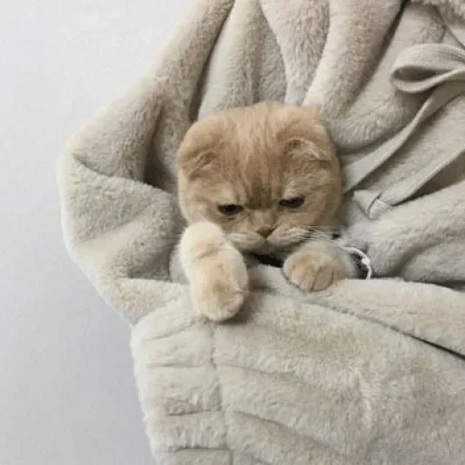 gato, cão do mar, animal fofo, estética do selo, gatinho encantador