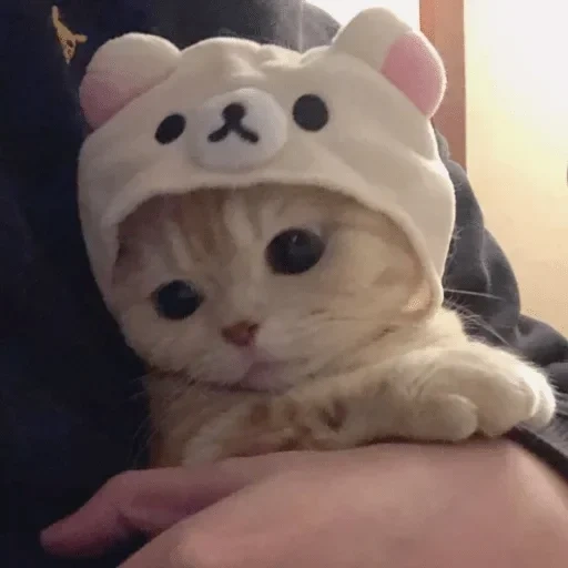 cat, lovely seal, seal seal, tom's cat is very cute, cute cat hat