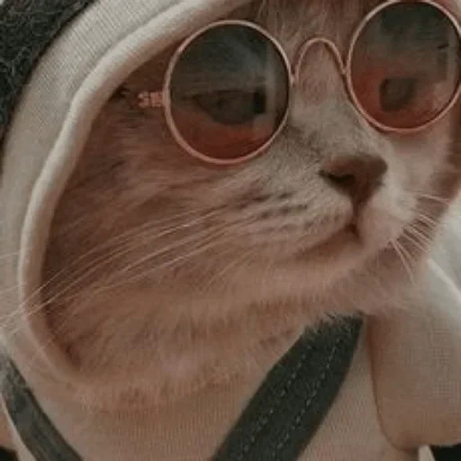 seal, hewan, anjing laut yang lucu, kacamata panama kucing