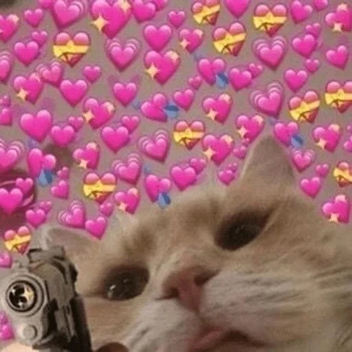 focas, focas de corazón, gatito porque 2020, lindo gato de corazón, lindo gato de corazón