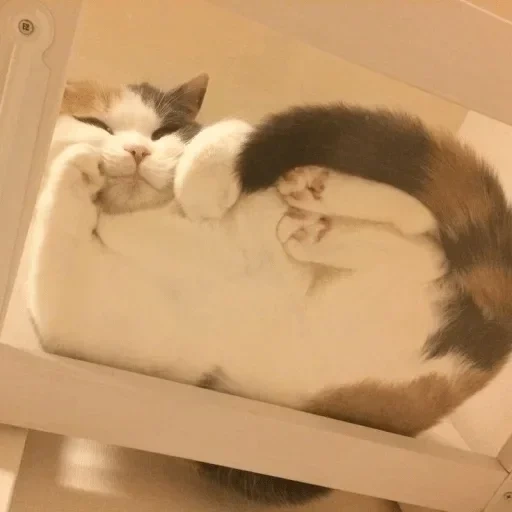kucing, kucing, tidur kucing, tempat tidur kucing, kucing di tempat tidur