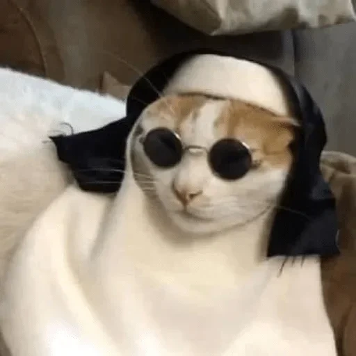 gatto tolik, catto cattolico, animali divertenti