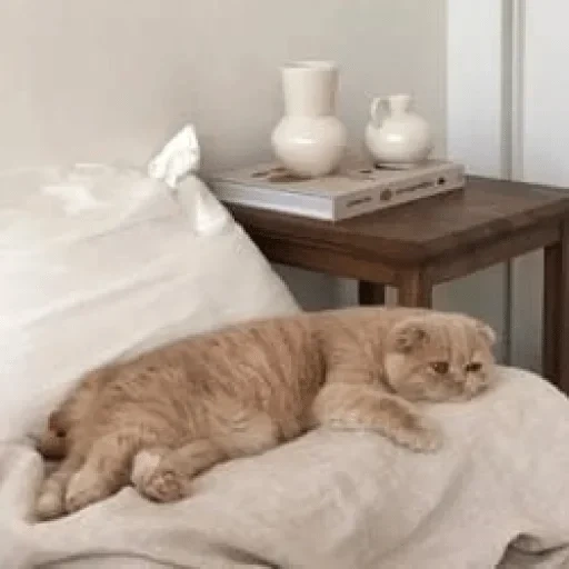 gatto, gatto, letto gatto, gatto del letto, i gatti sono divertenti