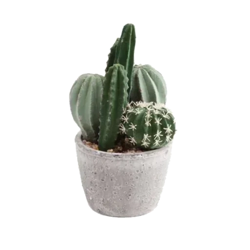 кактус, керамический кактус, кактус на белом фоне, кактус растение, комнатные кактусы
