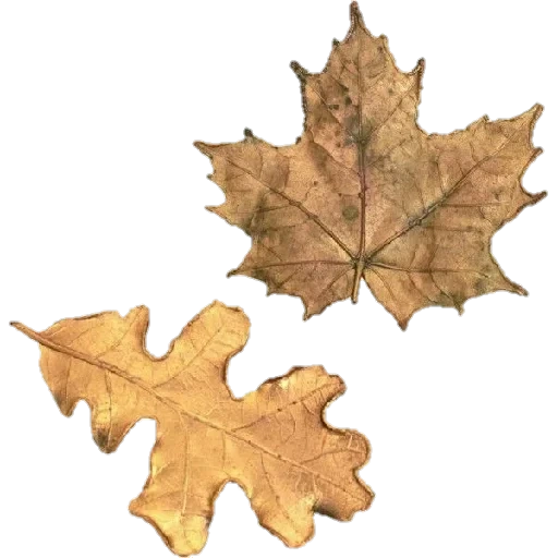 maple leaf, autumn maple sheet, autumn maple sheet, yellow maple leaf, autumn sheet
