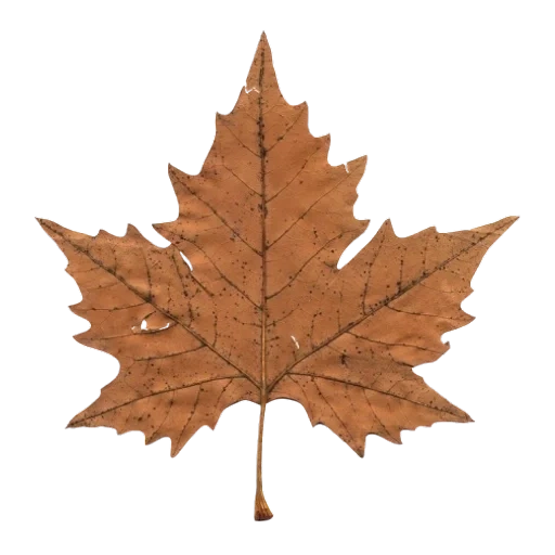 maple leaf, herbst maple blatt, liste von ahorn, gold ahornblatt, kartenblatt braun
