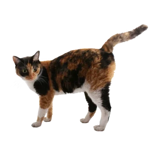 американская жесткошерстная кошка, американская жесткошерстная кошка трехцветная, трехцветная кошка без фона, эгейская кошка на белом фоне, мэнкс-рекс