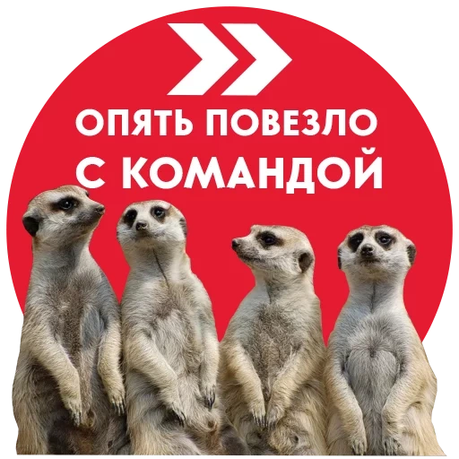 meerkat, meerkat, meerkat betina, luwak lucu, hewan luwak