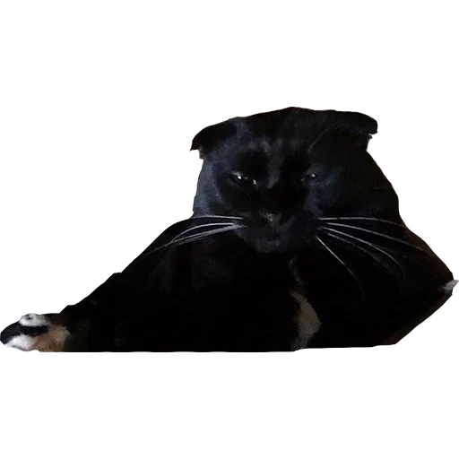 scottish folded black, black hanging ear cat, black scotch cat, black scotch drooping ear, scottish hanging ear cat black