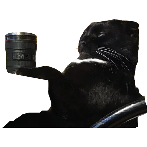 кот, кошка, черный кот, видеокамера sony nex-vg20eh, цифровой зеркальный фотоаппарат