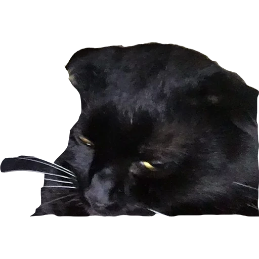 cat, black panther, black cat, cat black, cat black