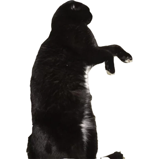 cat, silhouette, black cat, black kitten, black cat hind legs