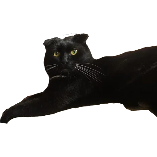 black cat, black cat, black cat with white background, profile of prone panther, black cat transparent bottom