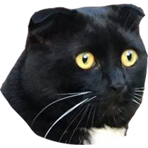 cat, black scotch fold, black hanging ear cat, black cat with drooping ears, scottish hanging ear black