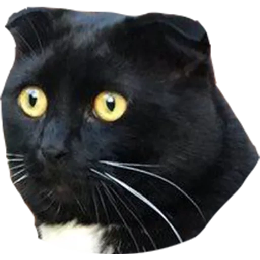 cat, cat, black cat, black scotch fold, scottish drooping-eared black cat