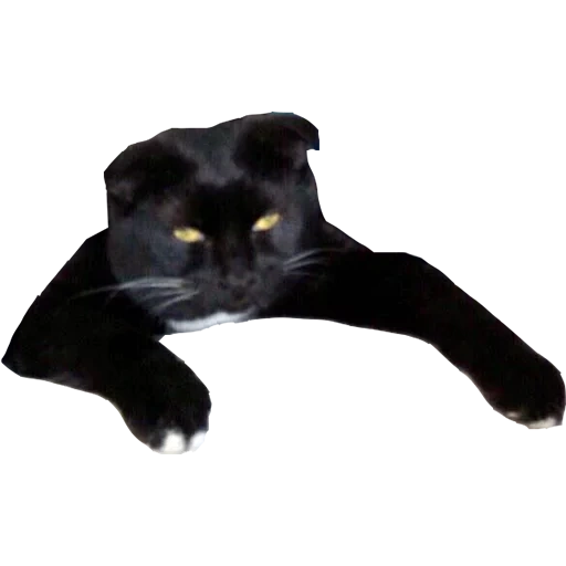 hanging-eared cat, black cat hanging ears, black-eared englishman, scottish drooping-eared cat, black conjoined black cat with hanging ears