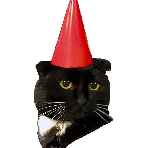 cat, mlem cat, cats, seal cap, cat holiday hat