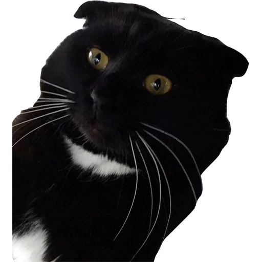 gato, gato, black scotland doblado, cuelga el gato negro, gato negro de oreja vertical