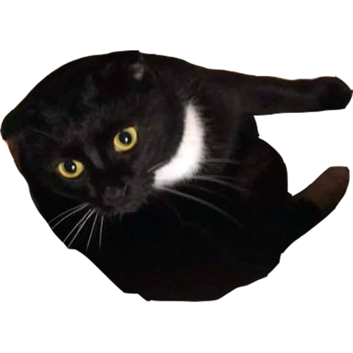 kucing hitam, kucing onyx hitam, lipatan skotlandia hitam, hitty black cat, kucing berth skotlandia