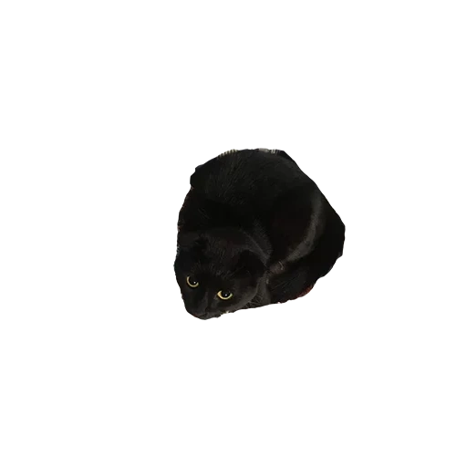 the black cat, mütze aus nerz, black hat russland, mütze aus nerz für männer, nerzhut für frauen