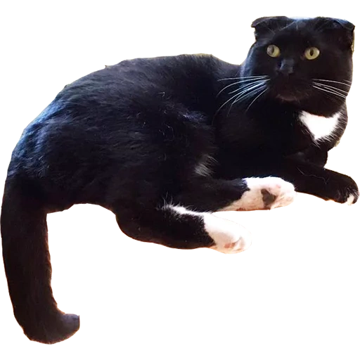 the black cat, schwarzes spielzeug, schwarze katze spielzeug, panther spielzeug, plüschtier leopard