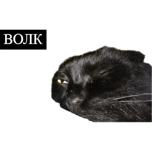 die katze, die katze, cat black, die katze schwarz, schwarzes katzengesichtsprofil