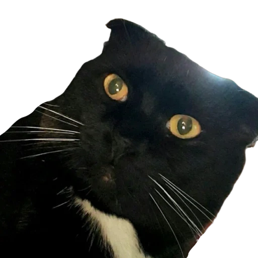kucing, kucing, seekor kucing, kucing hitam, kucing screamers