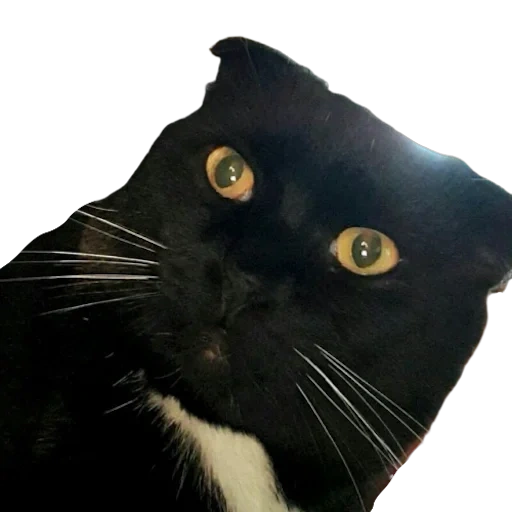 gatto, gatto, gattino, gatto nero, gatto che chiama