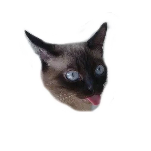котэ, недовольная сиамская кошка, сиамский кот высунутым языком