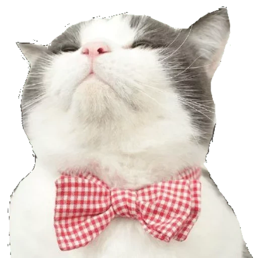 кот, котик, кот бантом, кот бантиком, кот галстуком