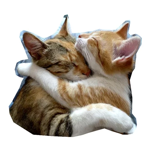 кошки обнимашки, три кота обнимку, обнимающиеся коты, кошачьи обнимашки, обнимающиеся котики