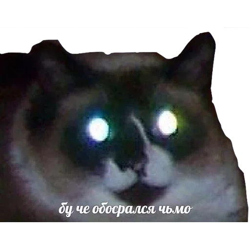 кот, кот кот, мем кот, котик да мем, упоротые коты мемы