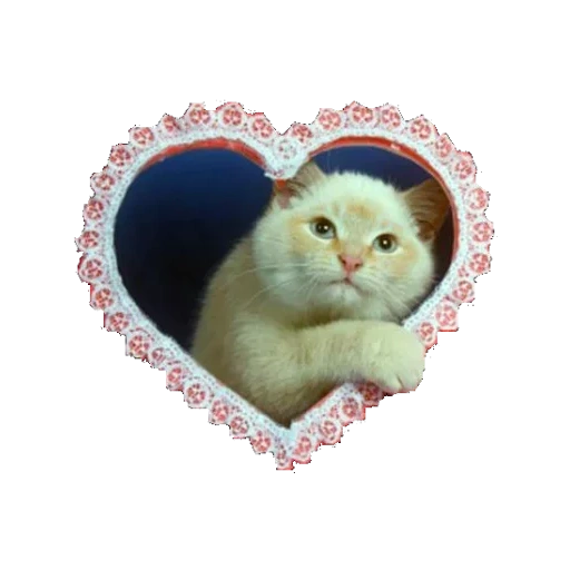 котик, кошка, котик сердечком, котов сердечками, милые котики мемы
