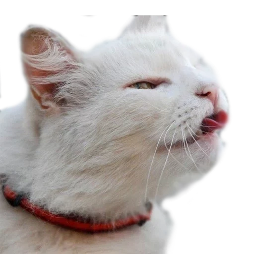 кот, морда кота, котик языком, смешной белый кот, облизывающийся кот