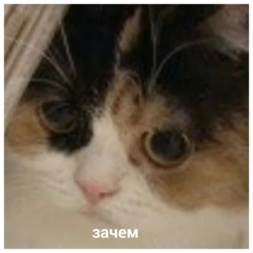 кот мем, затем кот, зочем кот, затем мем, зачем мем кот