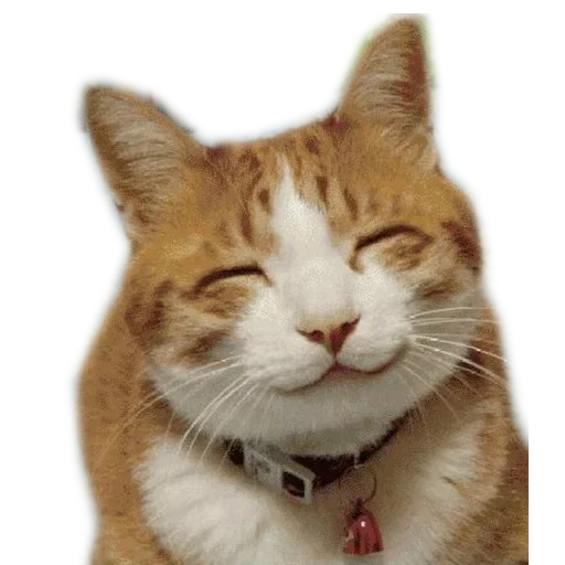 кот, довольный кот, улыбающийся кот, улыбающаяся кошка, улыбающийся котик