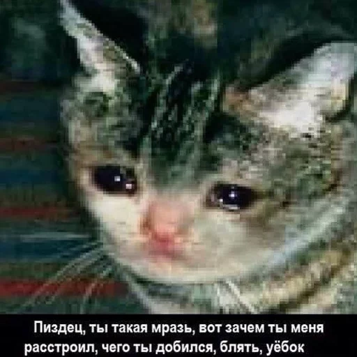 кот плачет, плачущий кот, плачущие коты, плачущий котик, плачущий котик мем