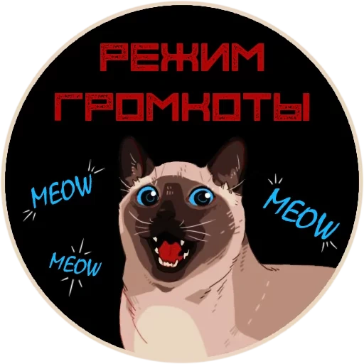 cat, chat, cats, siamese cat, siamese cat is angry