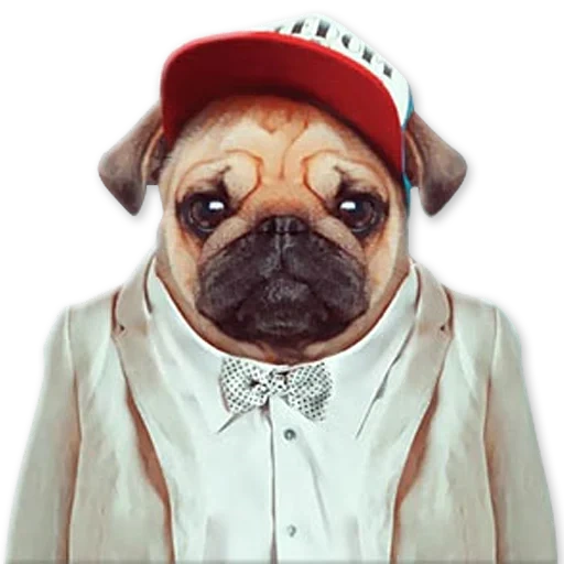 pug, мопс, мопс белый, мопс собака, зоопортреты yago partal