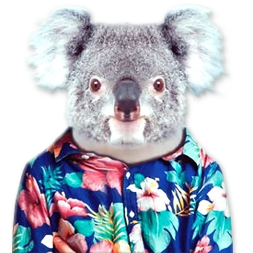 коала, милая коала, морда коалы, коала одежде, животное коала
