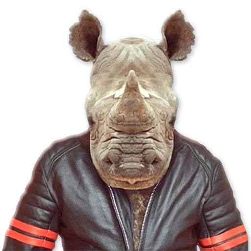 phrases, funny rhino, stubborn animals a, animal costumes, yago partal zoo portraits