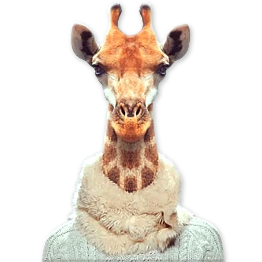 das tier giraffe, das tier giraffe