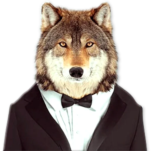 mastermind, волк одежде, волк пиджаке, волк костюме, волк фотографии