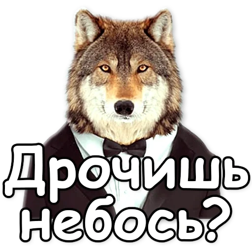 lupo, insable, audace, lupo russo, il più audace