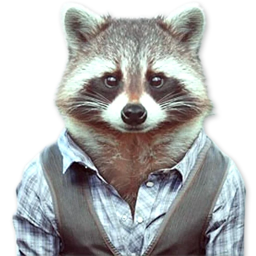 der waschbär ist gerissen, the raccoon set, der waschbär streifen, der waschbär, alexey grischagin saransk