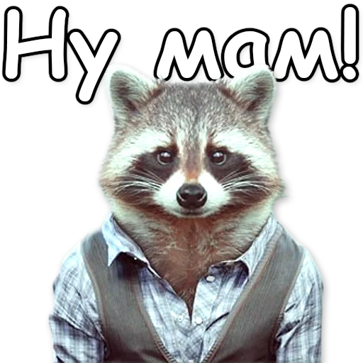 raccoon, cool raccoon, the raccoon is cunning, raccoon suit, raccoon strip