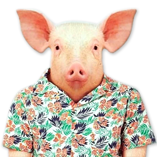 cerdo, cerdo, cara completa de cerdo, cerdo humano