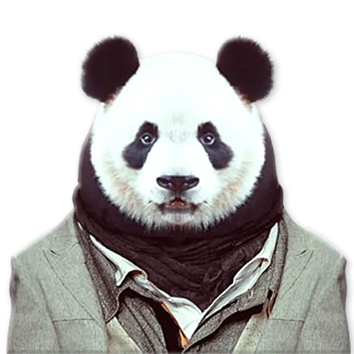 panda, panda panda, sr panda, rey arturo, panda serio