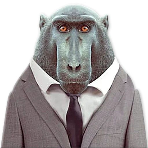 humain, singe robert, costume de singe, singe avec une veste, fumage de singe