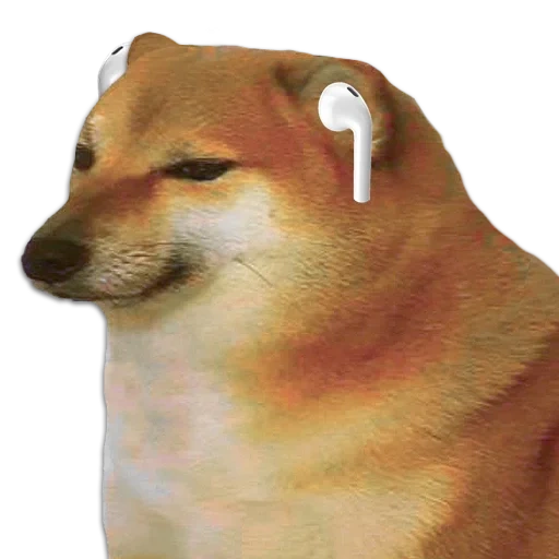 shiba inu, shiba es un meme, siba inu meme, meme de balanceo de perros, el perro bombeado con un meme